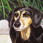 Heather Torres Art | Doxie | watercolor painting of dog, Dachshund pet portrait