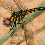 Heather Torres Art | Dragonfly | watercolor painting of dragonfly with geometric background