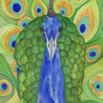 Heather Torres Art | Peacock | watercolor painting of peacock
