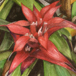 Heather Torres Art | Bromeliad Love | watercolor painting of red bromeliad flower