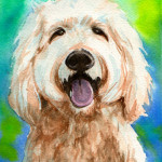 Heather Torres Art | Buddy | watercolor painting of dog, golden doodle pet portrait