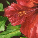 Heather Torres Art |Red Hibiscus |watercolor painting of red hibiscus flower