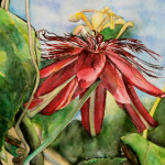 Heather Torres Art |Red Passion Flower | watercolor painting of red passion flower