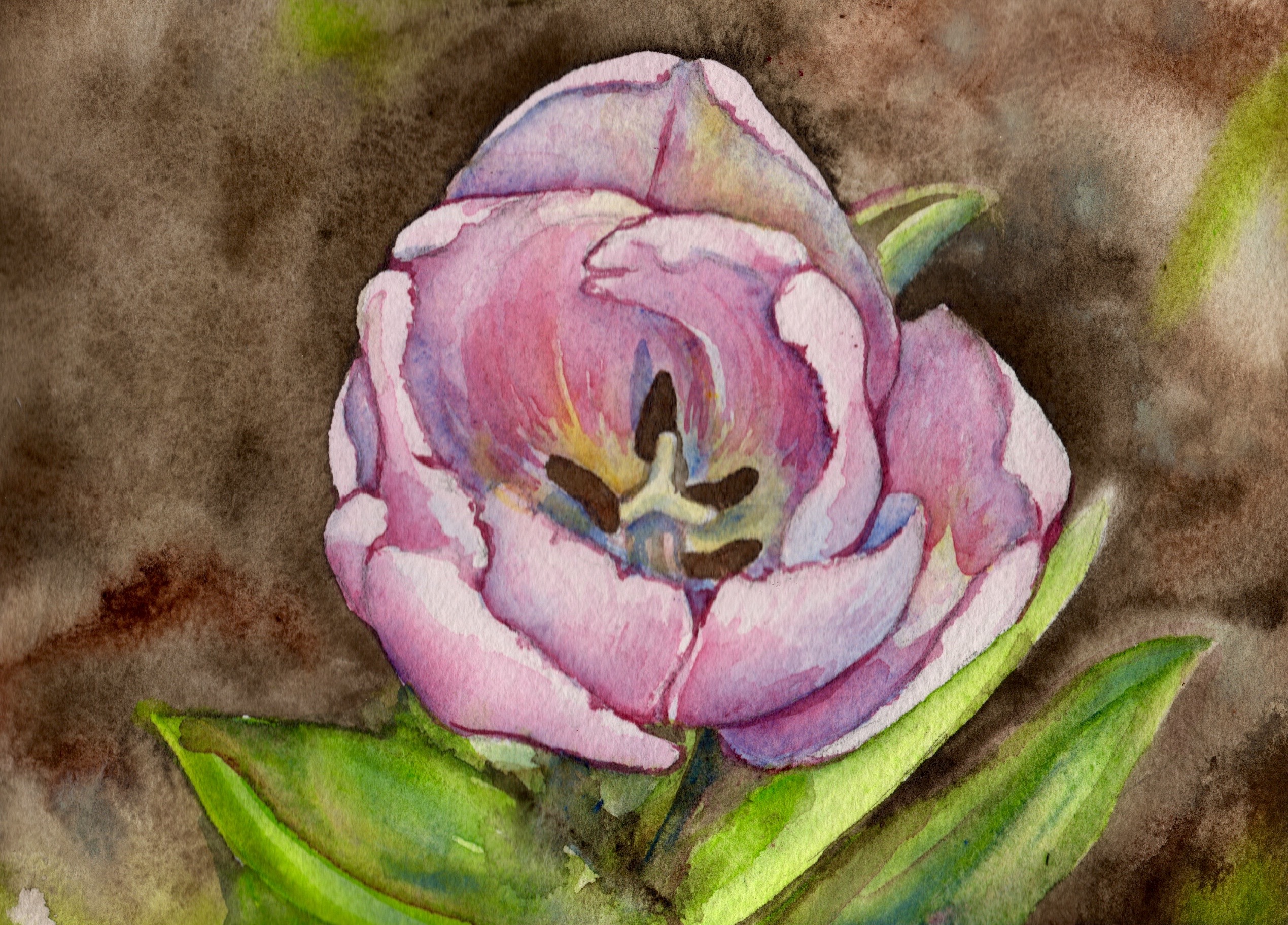 pink tulip, watercolor, watercolor tulip,